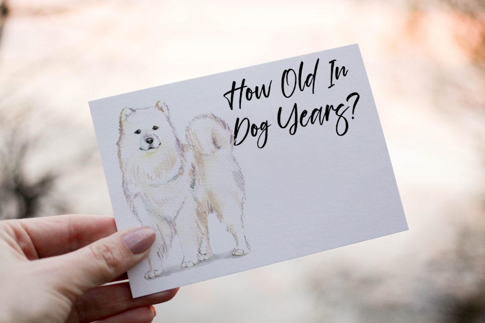 Samoyed Dog Birthday Card, Dog Birthday Card, Personalized Card